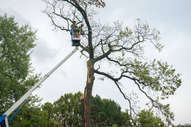 How Our Tree Care Process Works  in  Muncie, IN