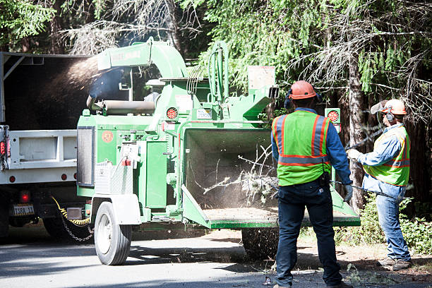 Reliable Muncie, IN Tree Removal Services Solutions